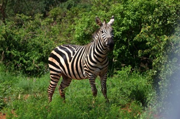 kenya 191